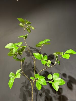 Blad tak 'Elder Green' 124cm