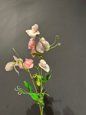 Lathyrus Roze 61cm