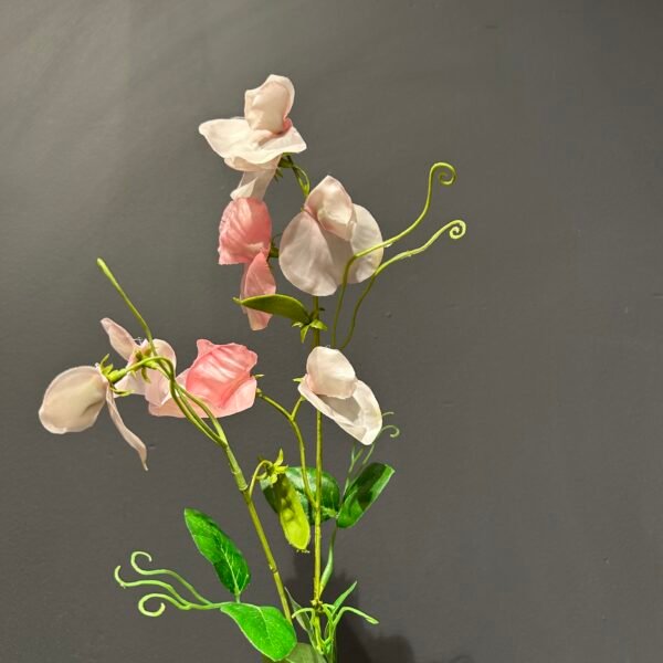 Lathyrus Roze 61cm