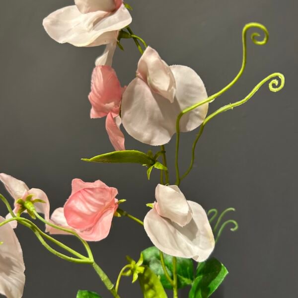 Lathyrus Roze 61cm