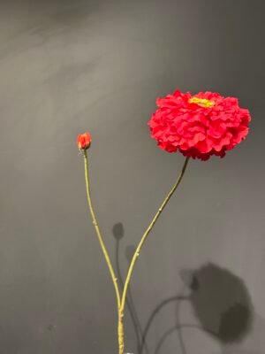 Zinnia tak rood 85cm