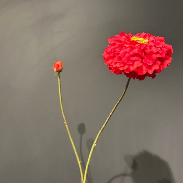 Zinnia tak rood 85cm