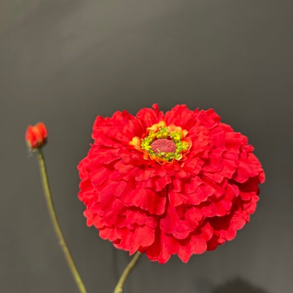 Zinnia tak rood 85cm
