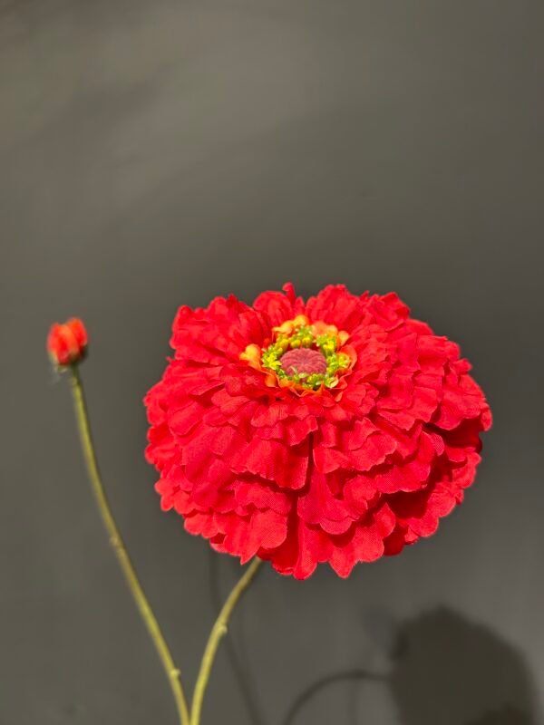 Zinnia tak rood 85cm