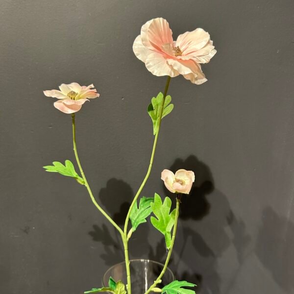 Ranonkel 'Butterfly' roze 58cm