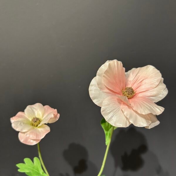 Ranonkel 'Butterfly' roze 58cm
