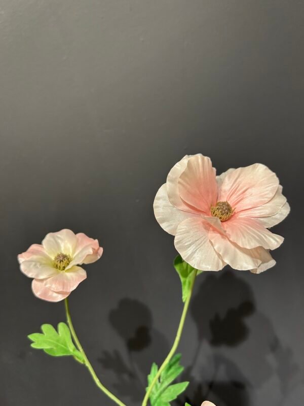 Ranonkel 'Butterfly' roze 58cm