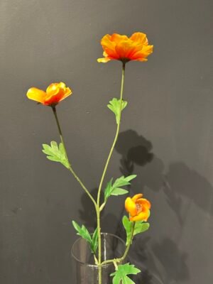 Ranonkel 'Butterfly' oranje 58cm