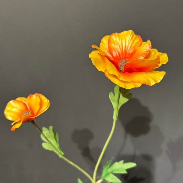 Ranonkel 'Butterfly' oranje 58cm
