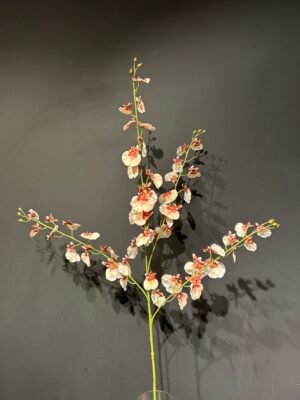 Oncidium tak roze/rood 118cm