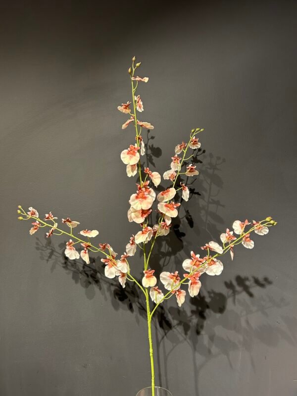 Oncidium tak roze/rood 118cm