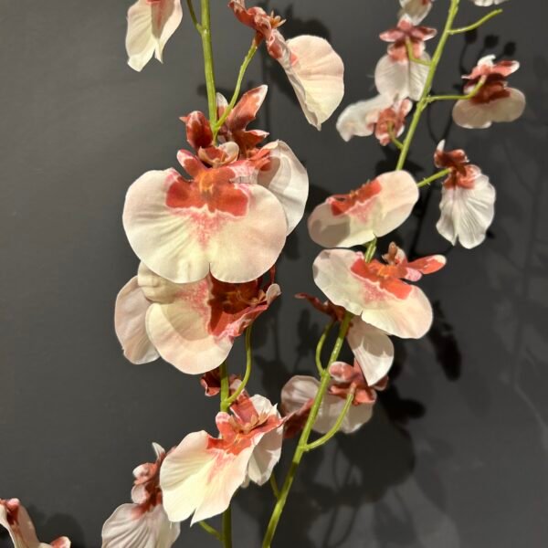 Oncidium tak roze/rood 118cm