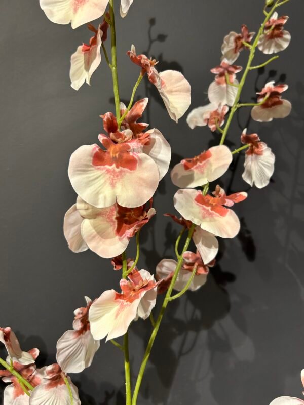 Oncidium tak roze/rood 118cm
