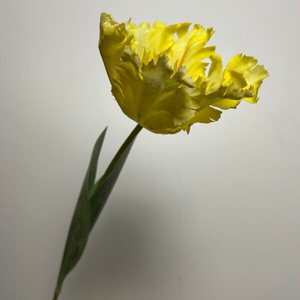 Tulp geel