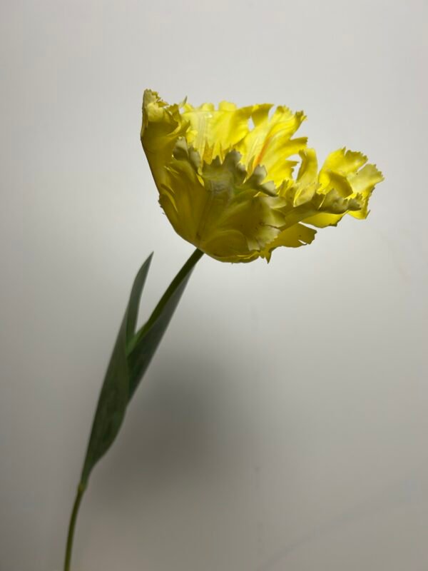 Tulp geel