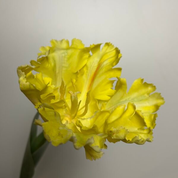 Tulp geel