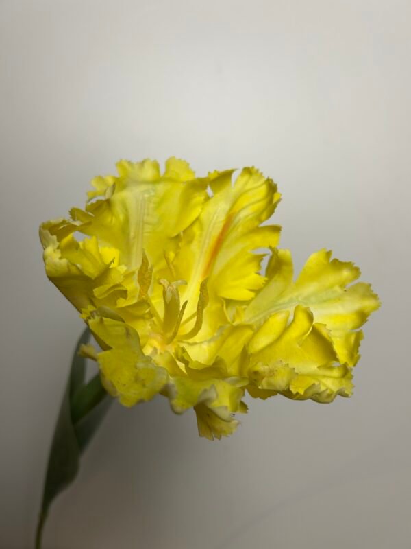 Tulp geel