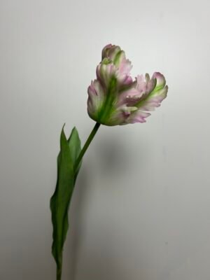 Tulp roze