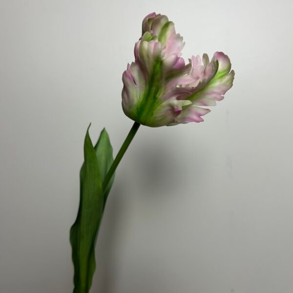 Tulp roze