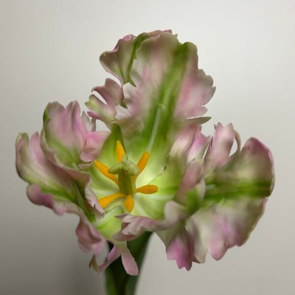 Tulp roze