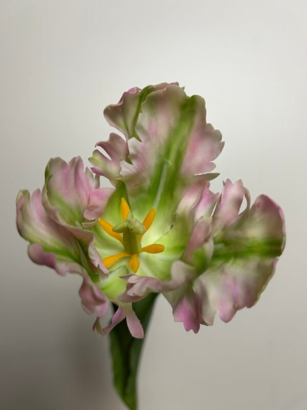 Tulp roze