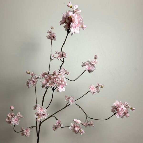 Bloesem (Prunus) roze