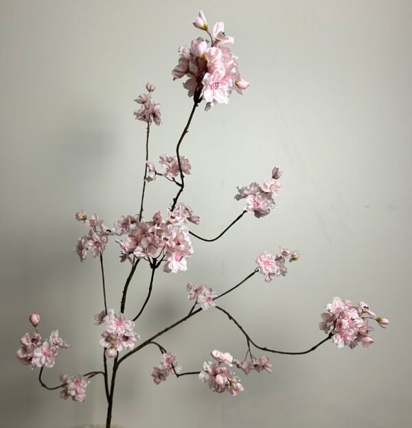 Bloesem (Prunus) roze