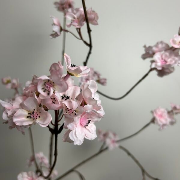 Bloesem (Prunus) roze