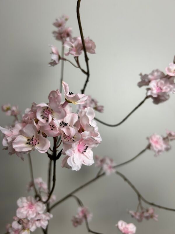 Bloesem (Prunus) roze