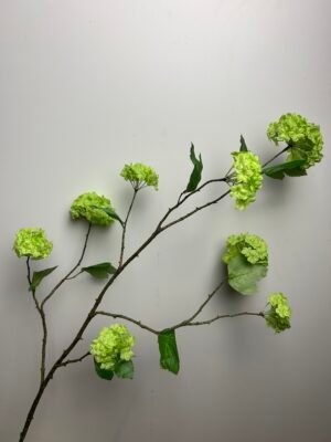 Viburnum (sneeuwbal) groen