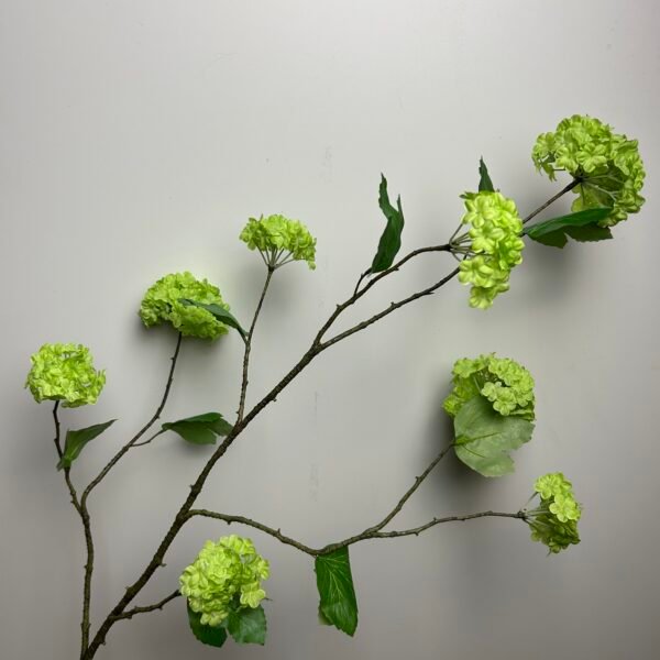 Viburnum (sneeuwbal) groen