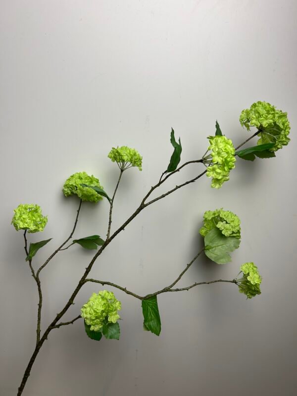 Viburnum (sneeuwbal) groen