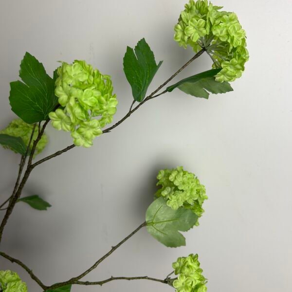 Viburnum (sneeuwbal) groen