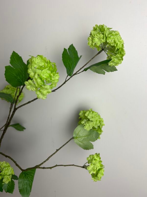 Viburnum (sneeuwbal) groen