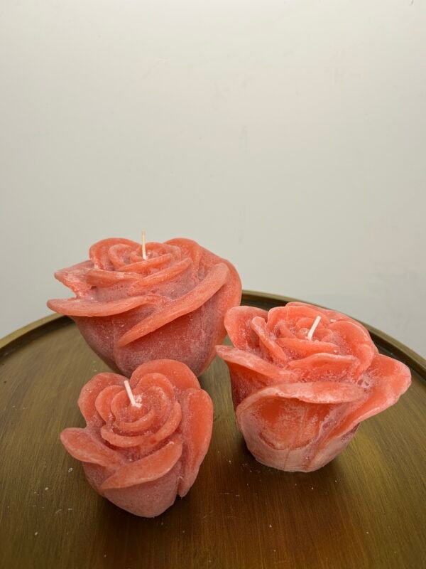 IMG_4150 Rozenkaars oranje